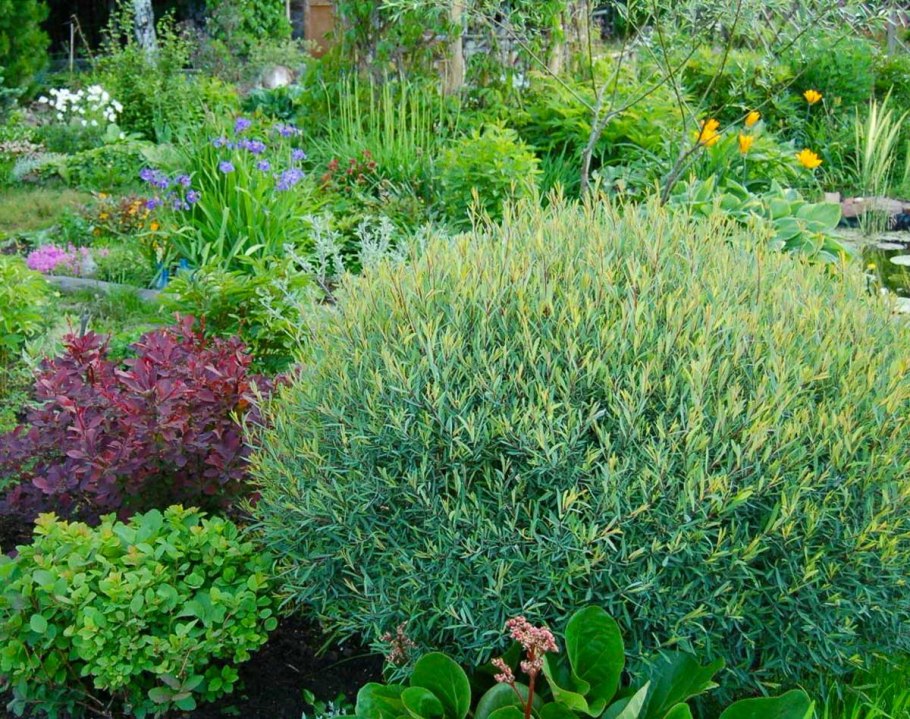 Ива Грацилис Нана