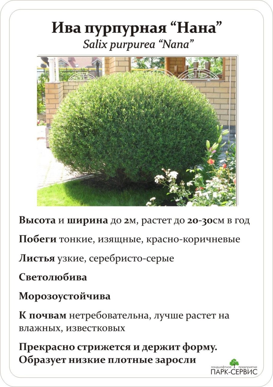 Ива Грацилис Нана