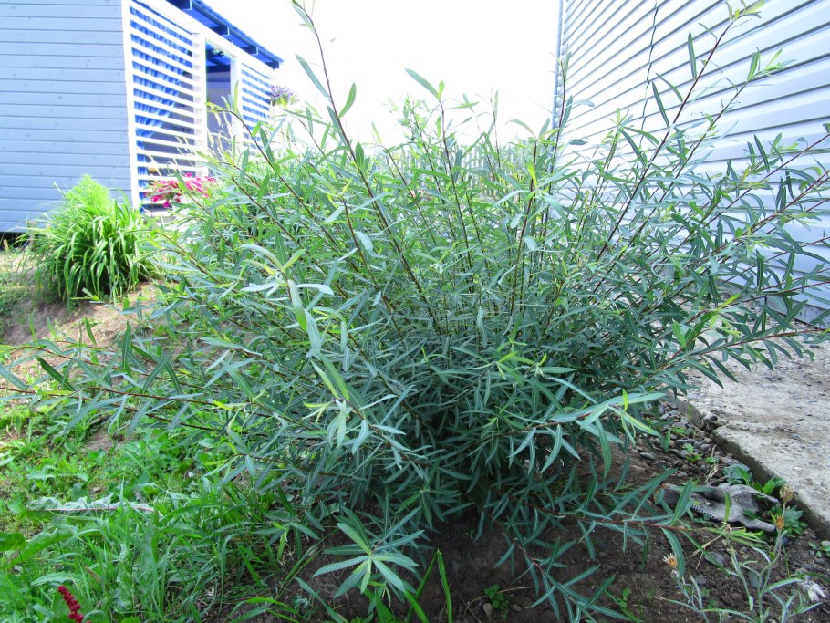 Ива пурпурная Salix purpurea
