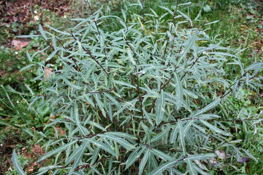 Ива грацилис нана