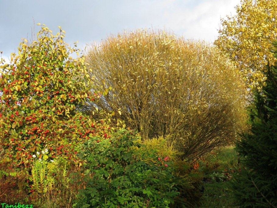 Ива пурпурная Salix purpurea
