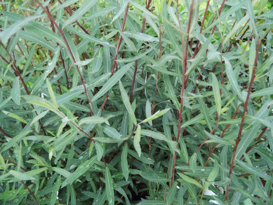 Ива Каспийская Нана