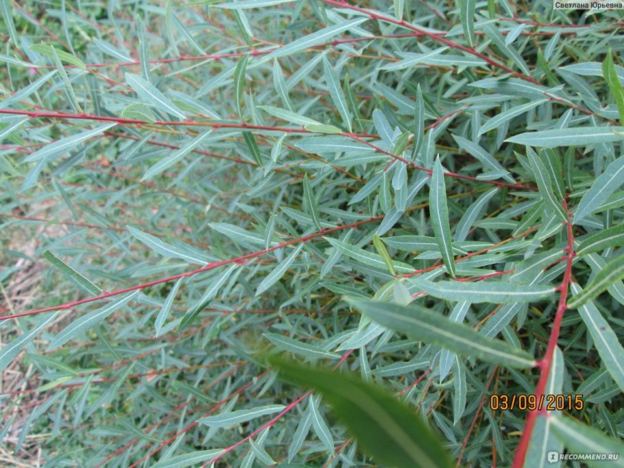 Ива пурпурная Грацилис