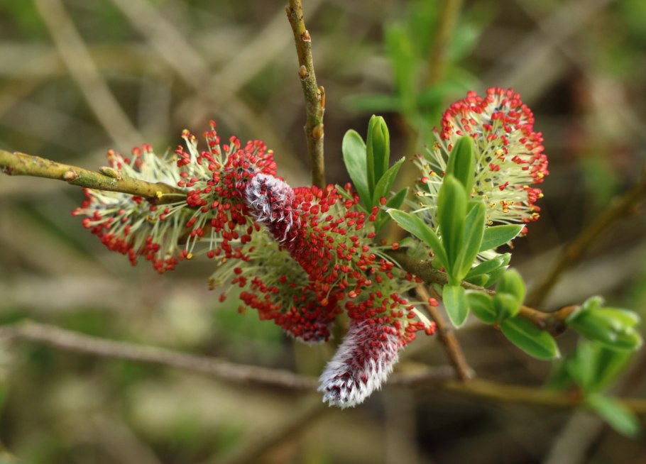 Ива salix purpurea nana