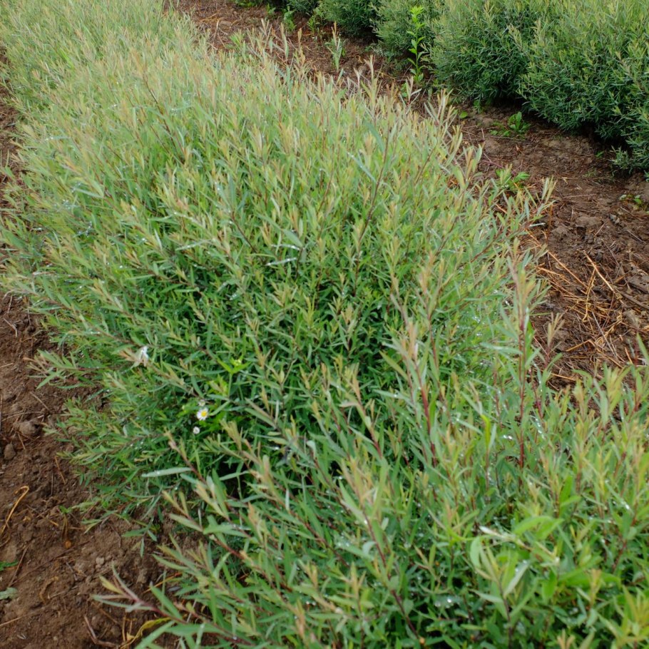 Ива пурпурная Salix purpurea Nana p12