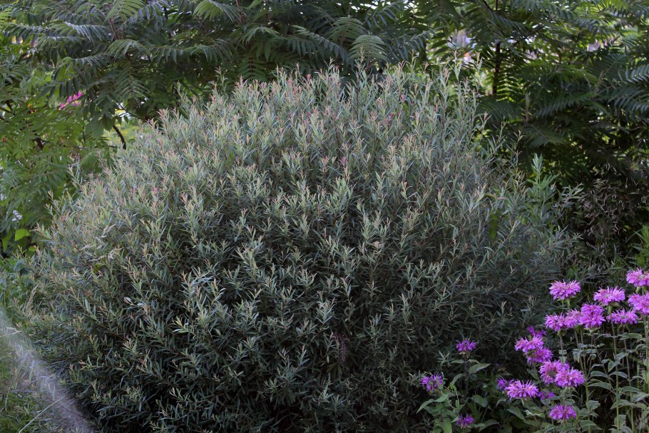 Ива пурпурная (шаровидная) "Nana" ("Нана")