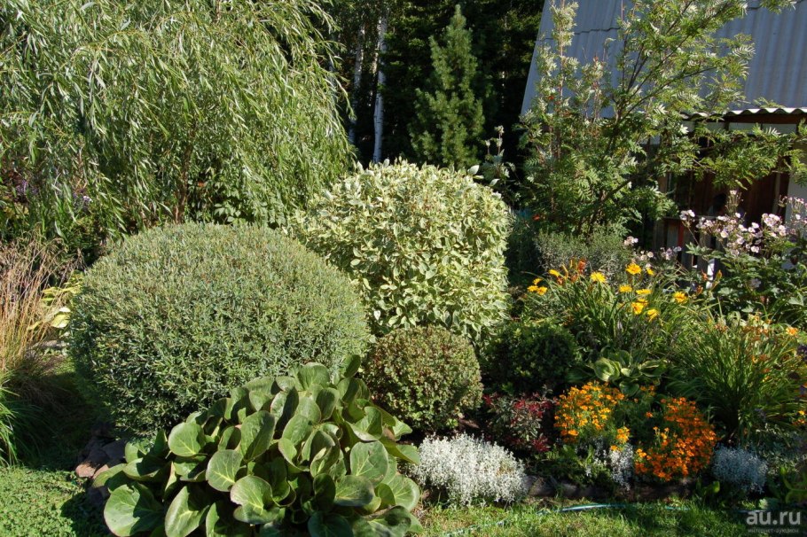 Шаровидная ива в ландшафтном дизайне