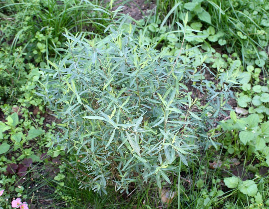 Ива пурпурная Нана д9