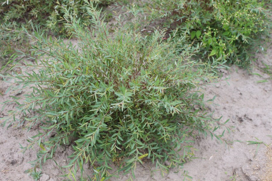 Ива пурпурная грацилис нана