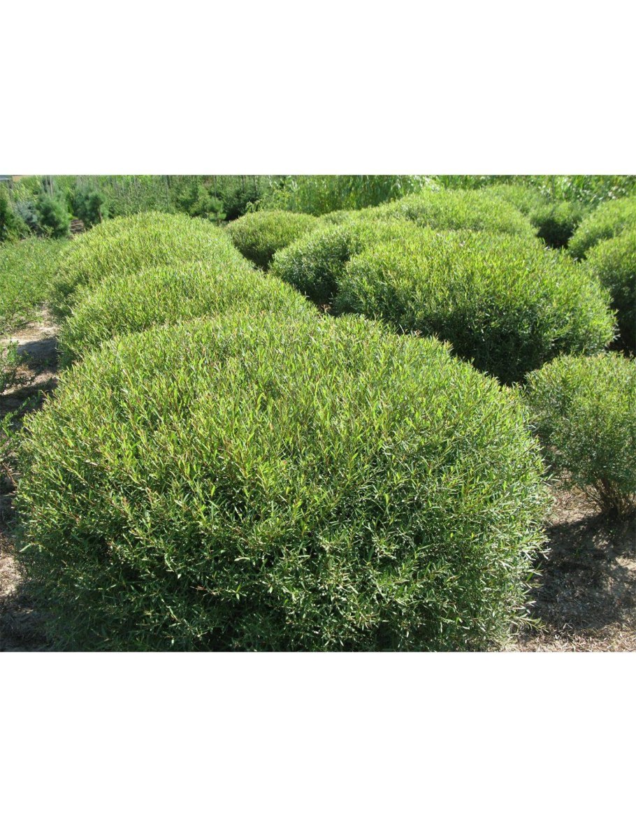 Ива пурпурная Нана в бордюре