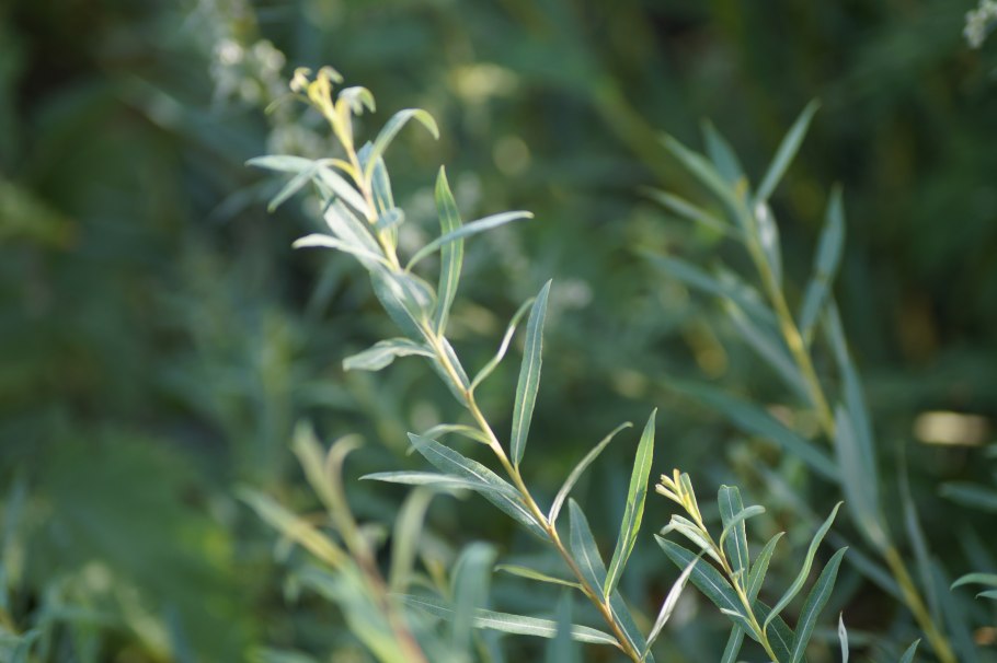 Ива пурпурная mayak