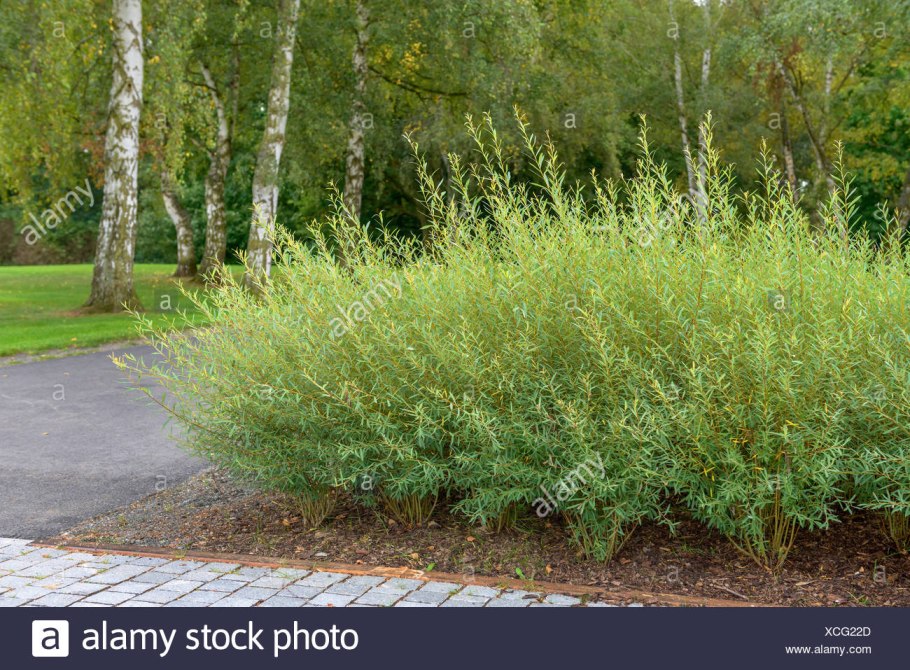 Ива прутовидная Salix viminalis