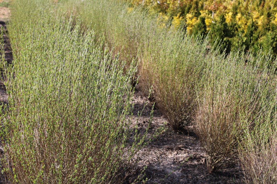 Ива пурпурная нана