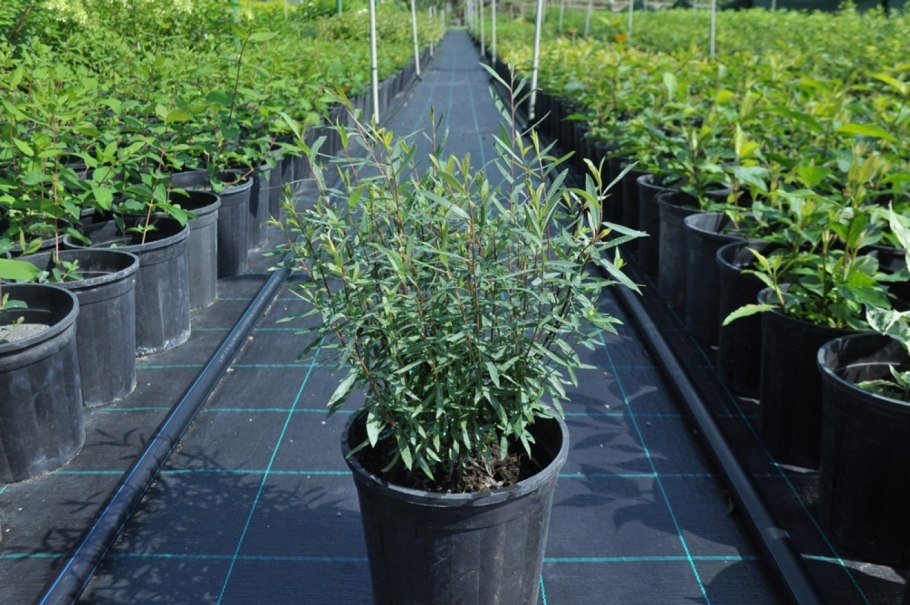 Ива пурпурная (шаровидная) "Nana" ("Нана")