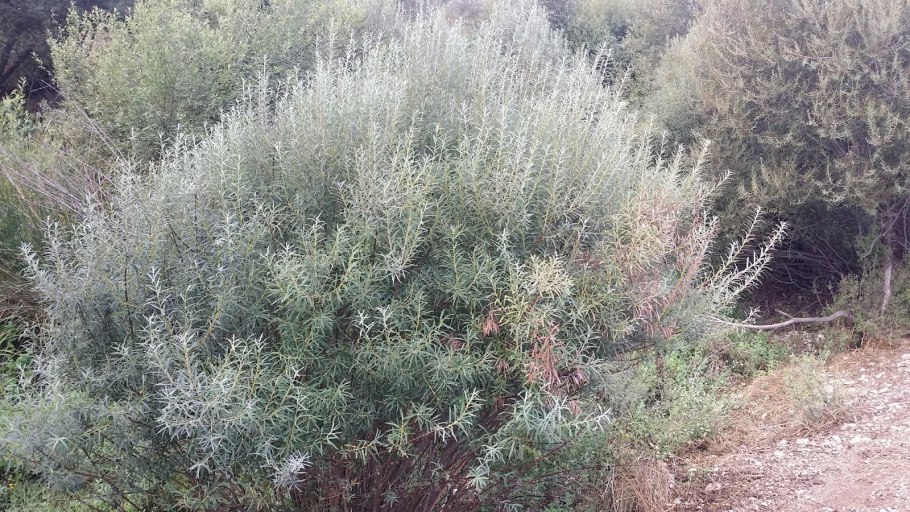 Ива Нана шаровидная карликовая