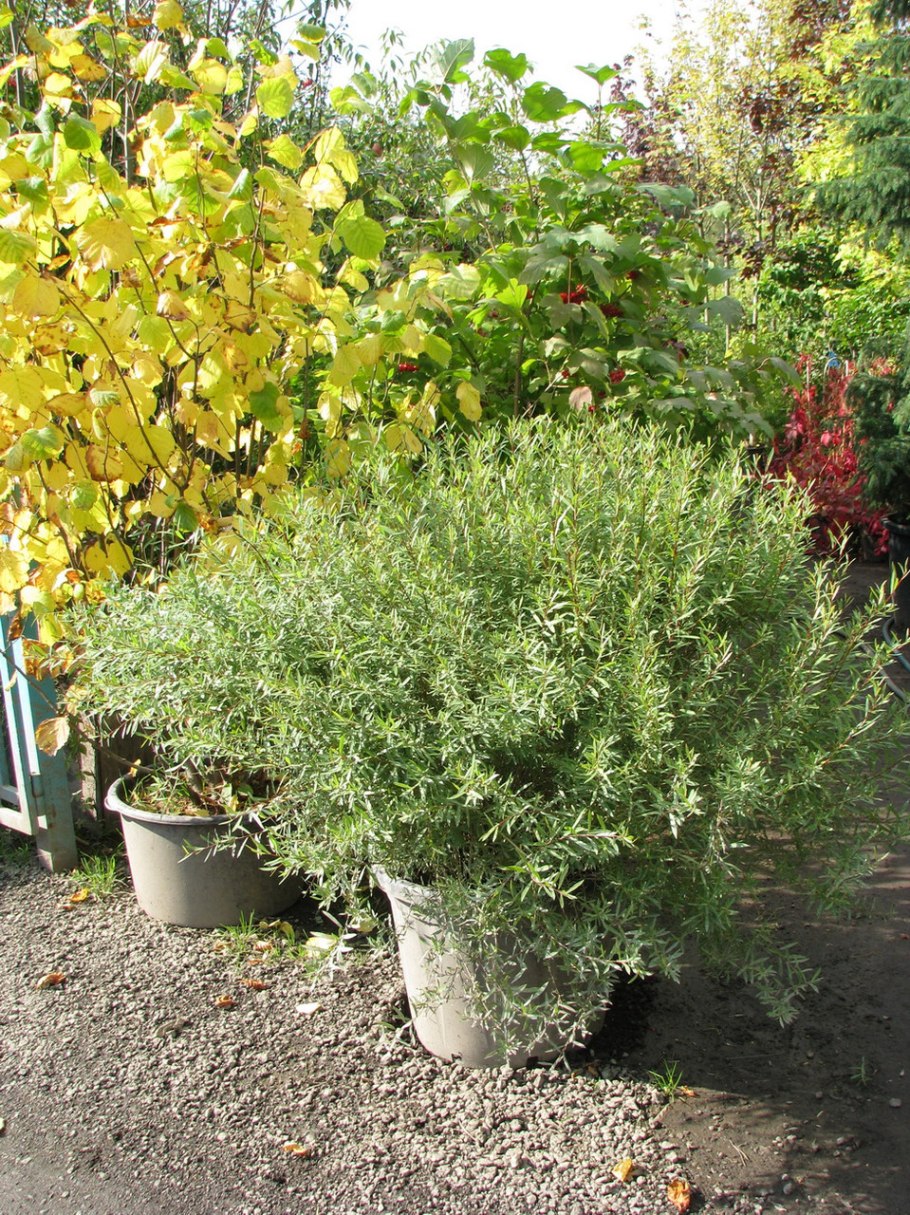 Ива пурпурная нана