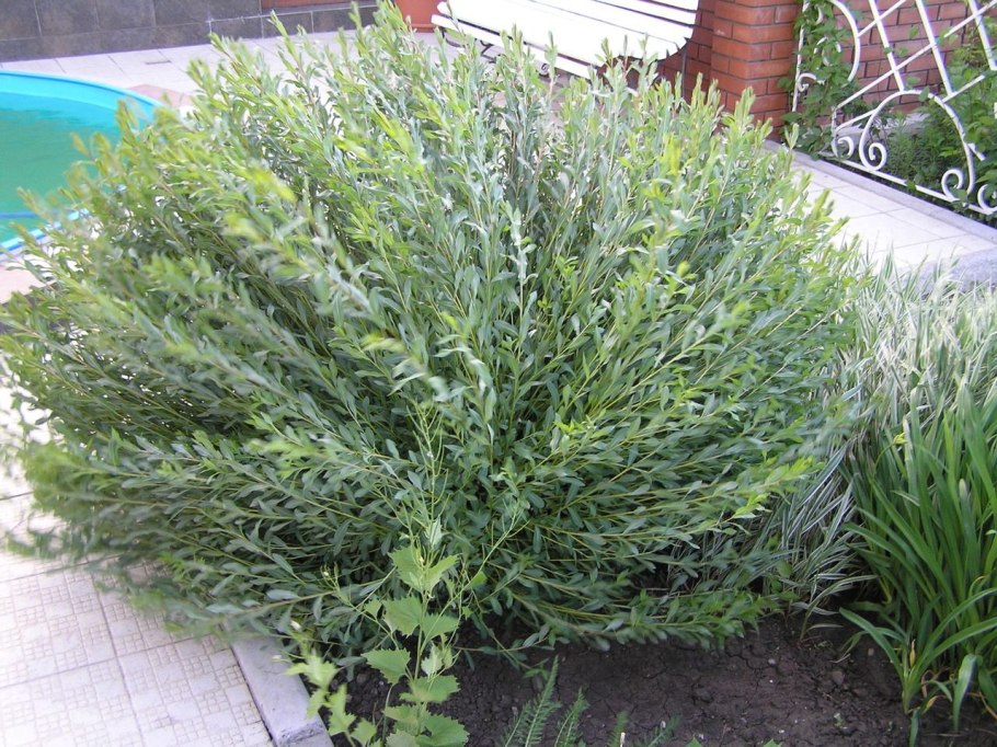 Ива пурпурная грацилис нана