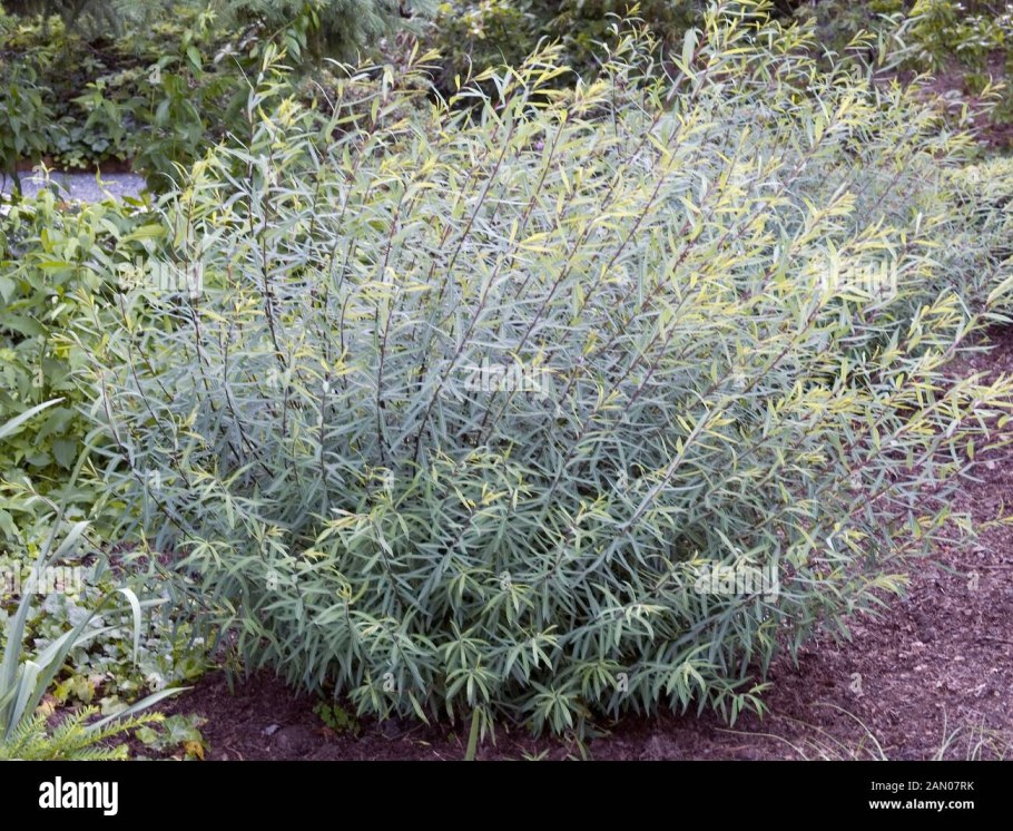 Кустарниковая ива