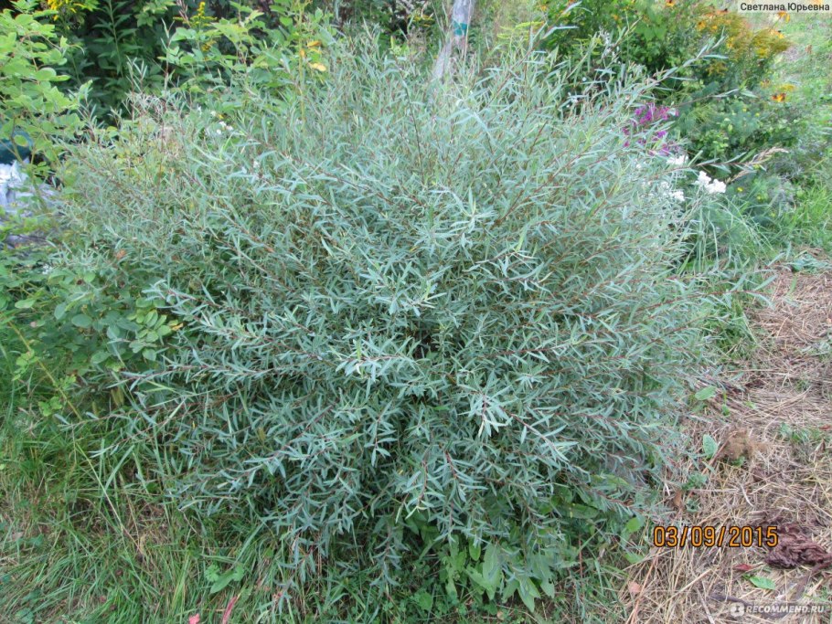 Ива пурпурная грацилис