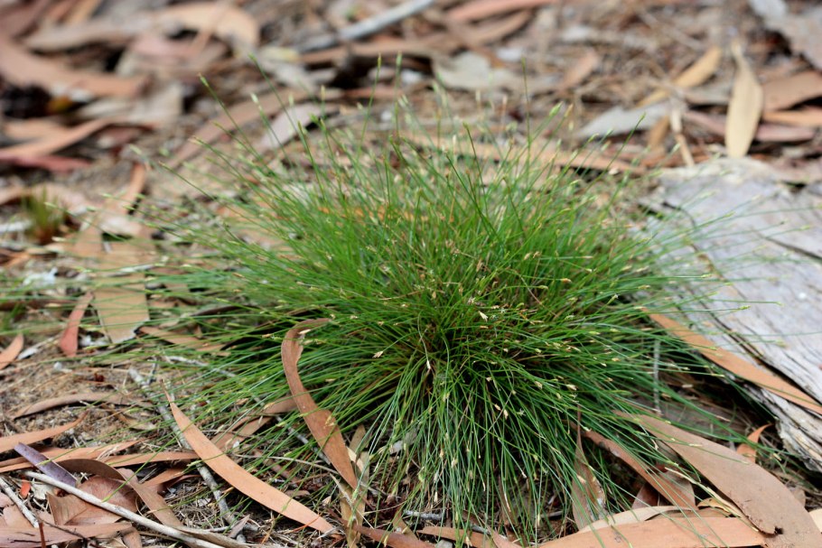 Eleocharis geniculata