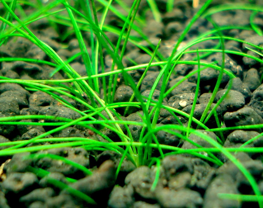 Элеохарис вивипара