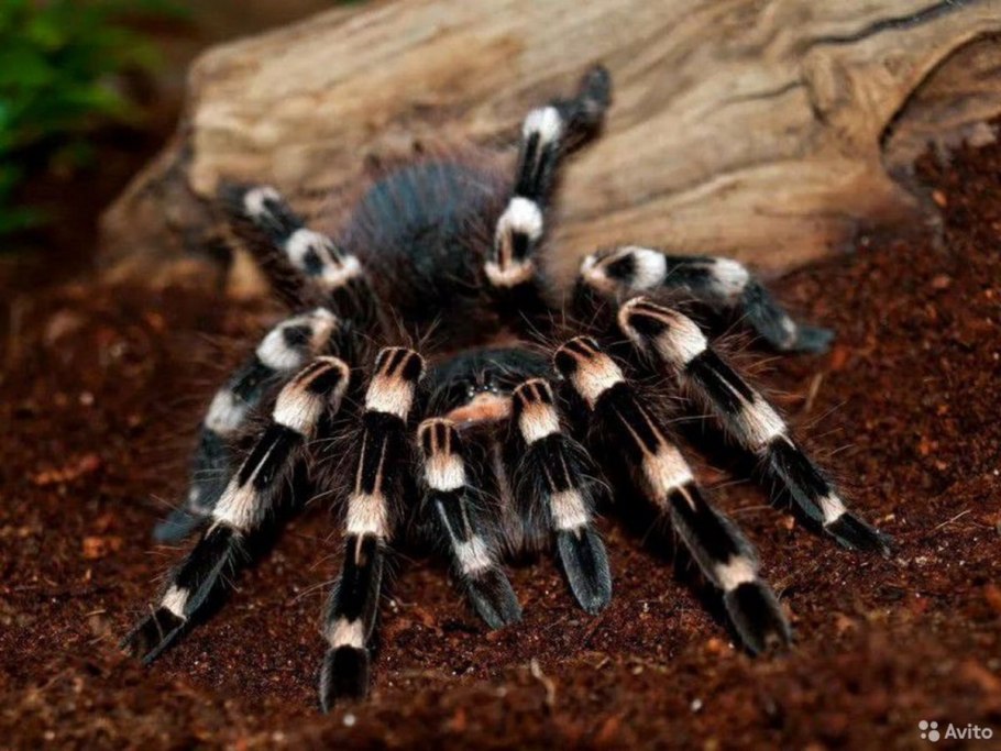 Элеохарис парвула в аквариуме