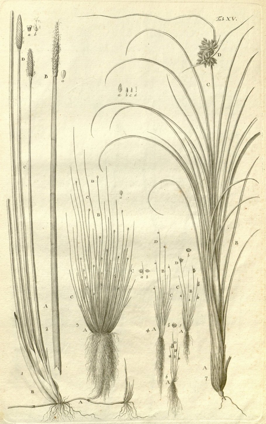 Элеохарис гигантский