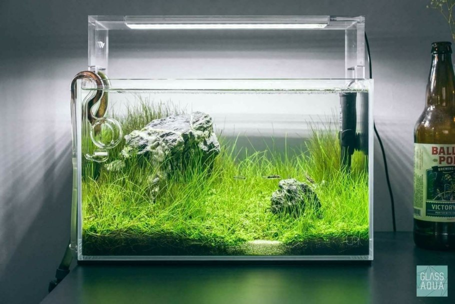 Элеохарис вивипара