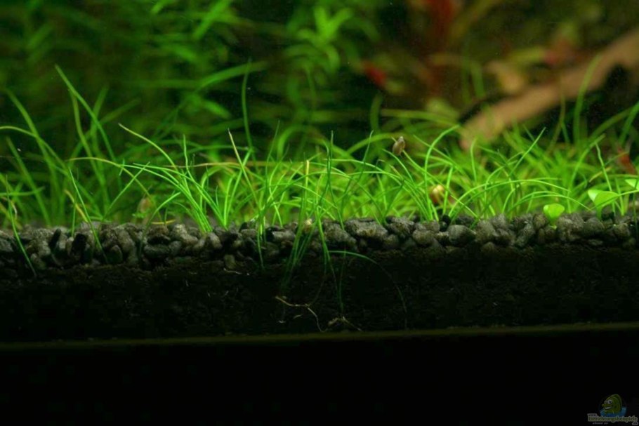 Ситняг аквариумное растение