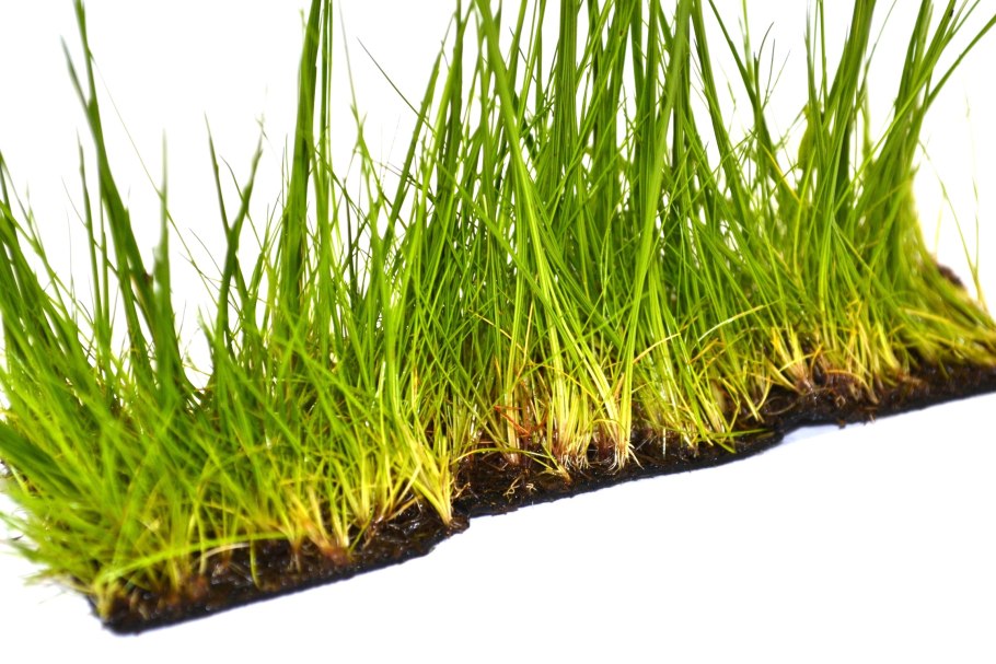 Элеохарис вивипара