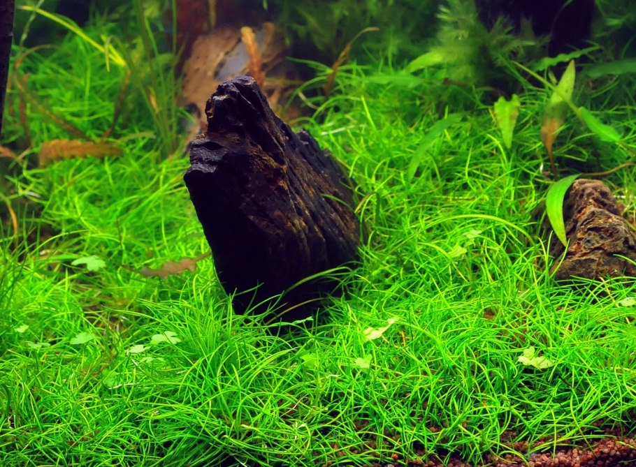 Элеохарис Ацикулярис