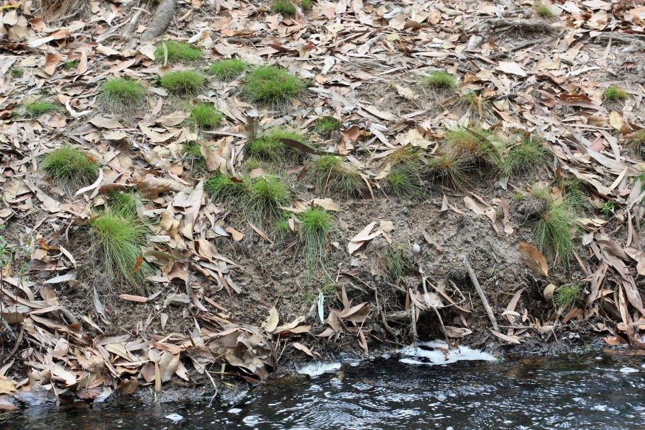 Eleocharis geniculata