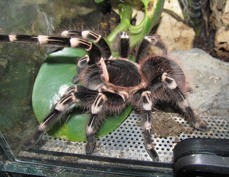 Acanthoscurria geniculata террариум
