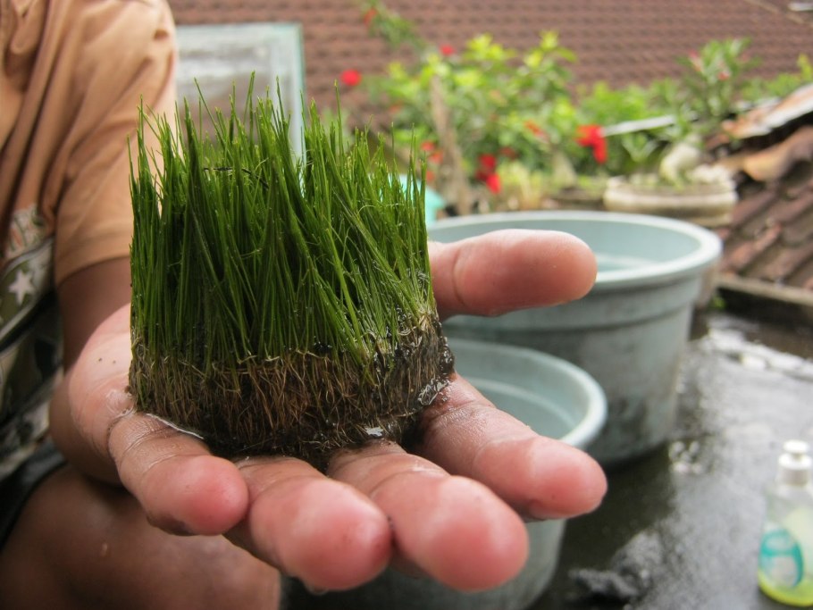 Элеохарис парвула в гидрогеле