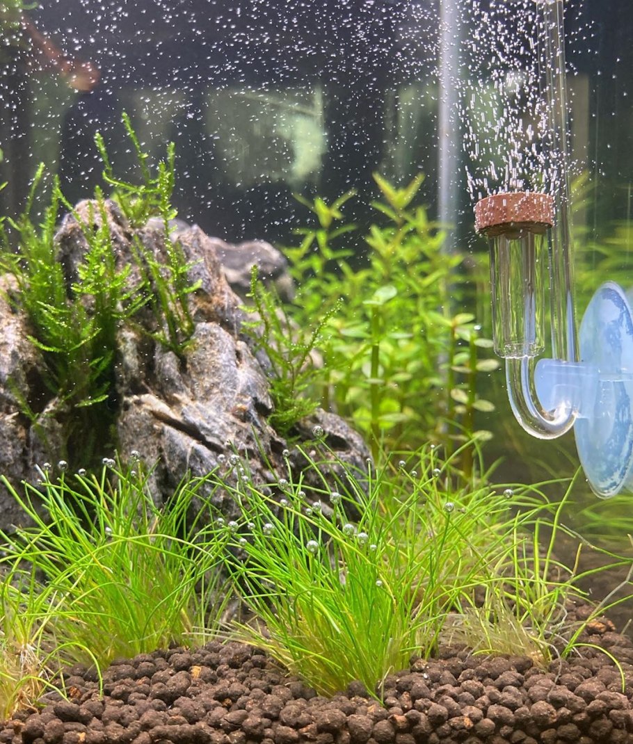 Элеохарис парвула (Eleocharis parvula)