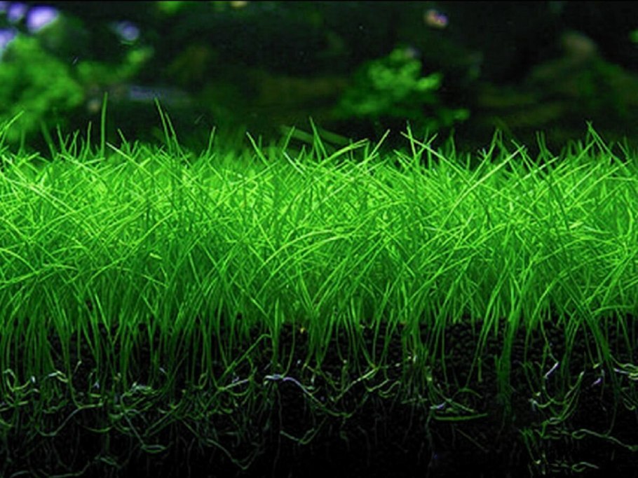 Элеохарис Ксингу