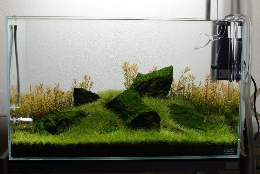 Ситняг крошечный Дварф