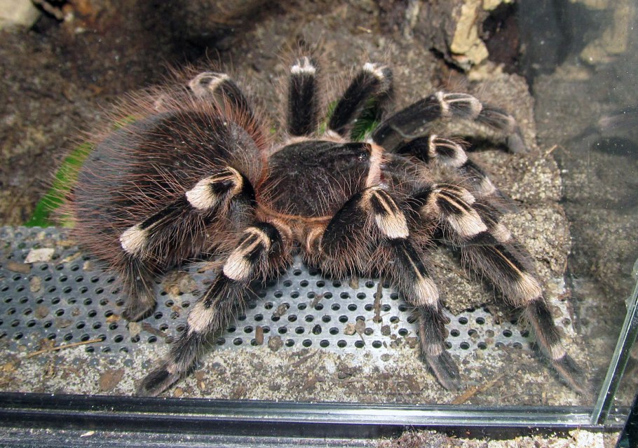 Элеохарис Ацикулярис