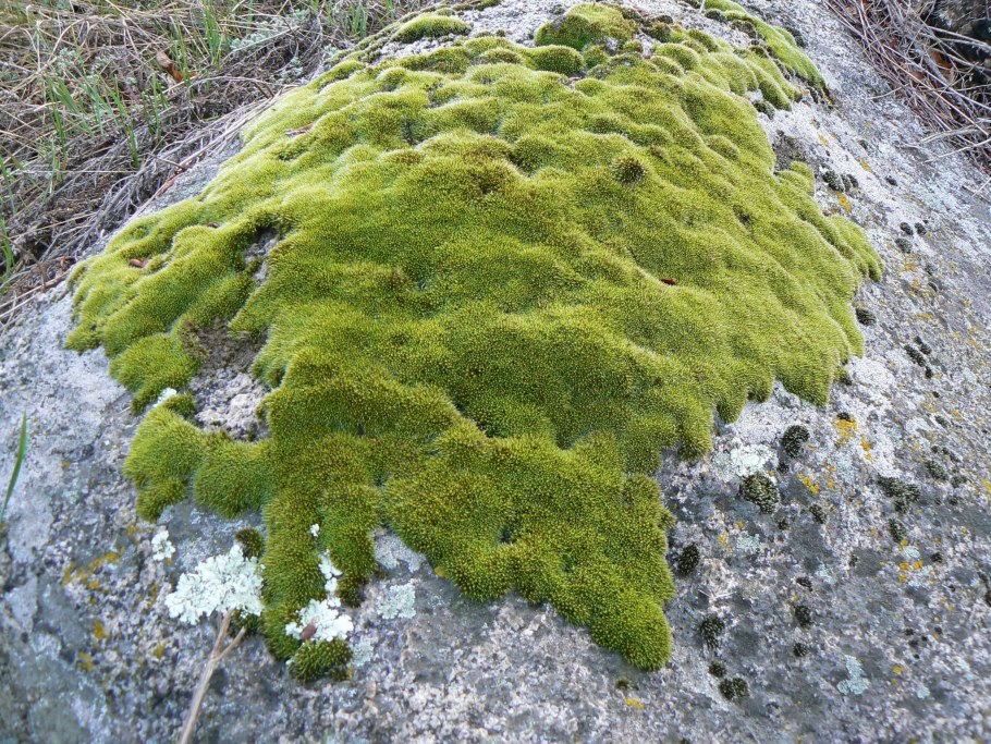 Ягель лишайник