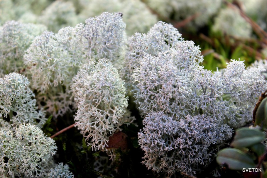 Лишайники Алтайского заповедника