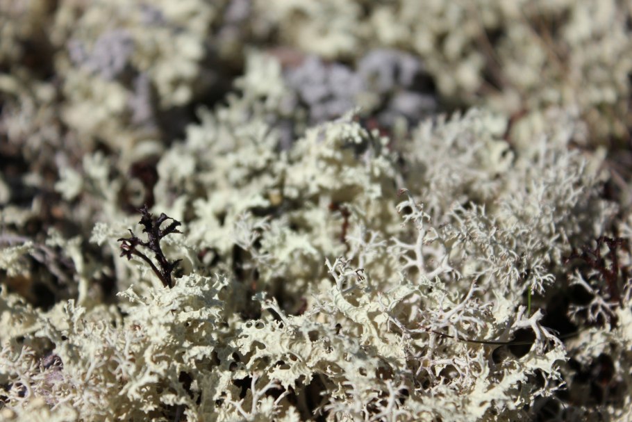 Остров Врангеля растительность мхи