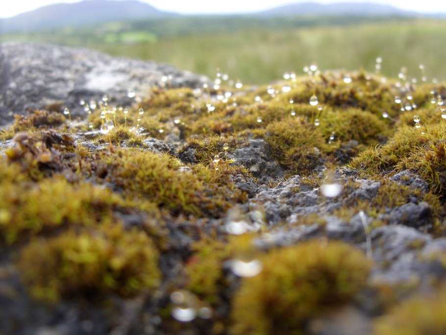 Мохово-лишайниковая тундра