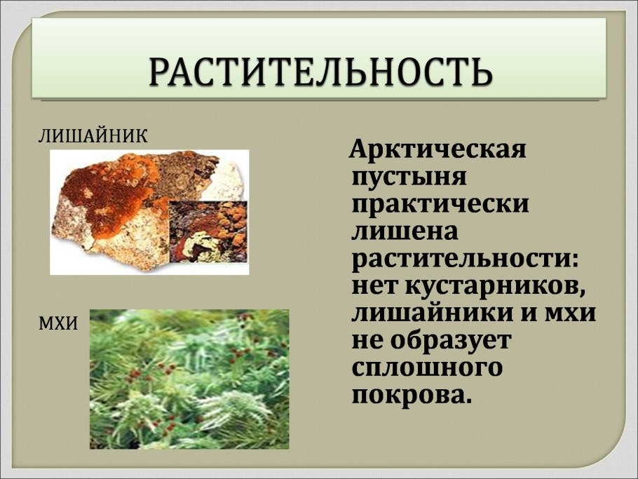 Арктическая пустыня мхи и лишайники