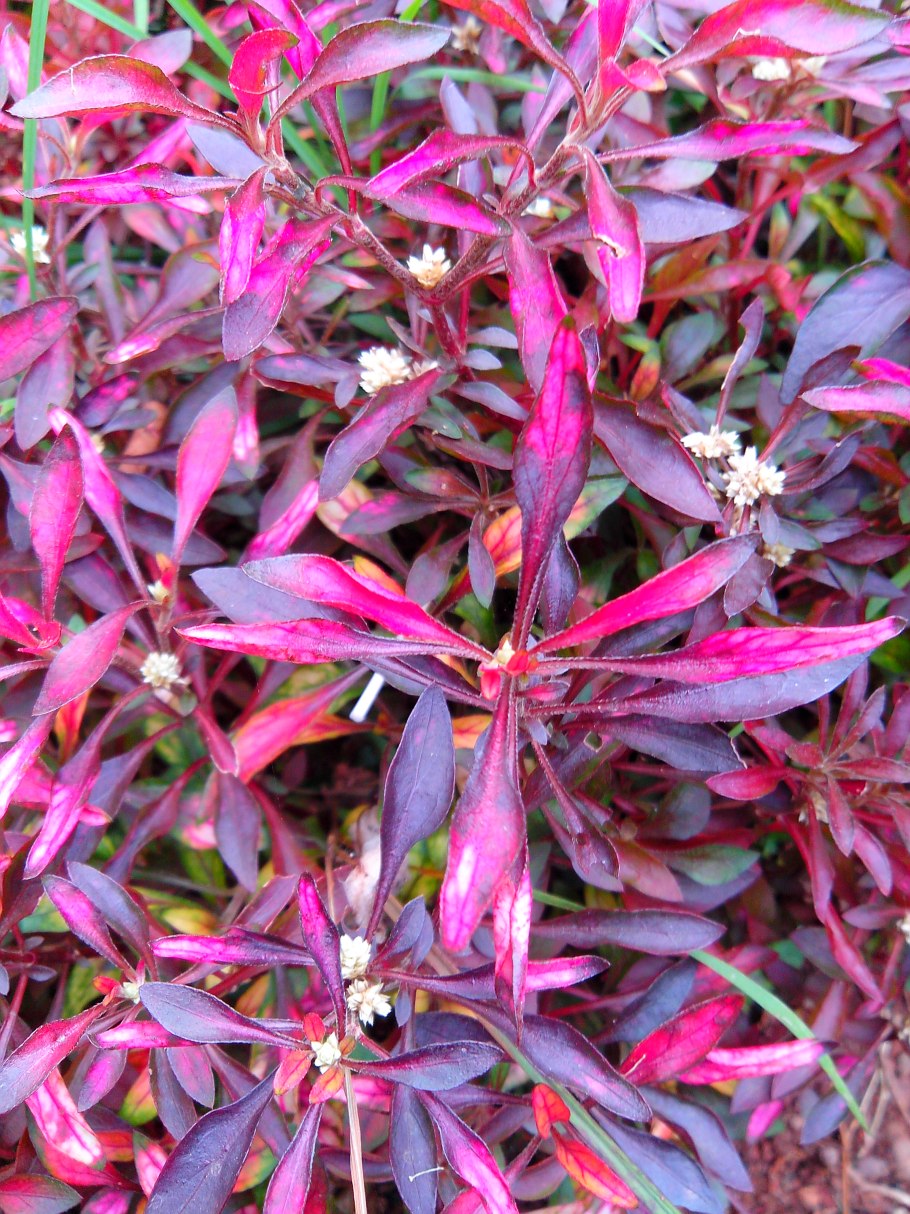 Альтернантера Бетзика ред