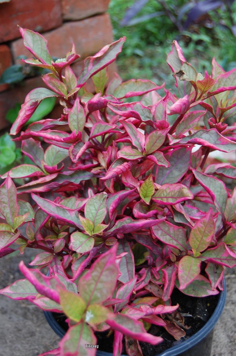 Альтернантера прелестная