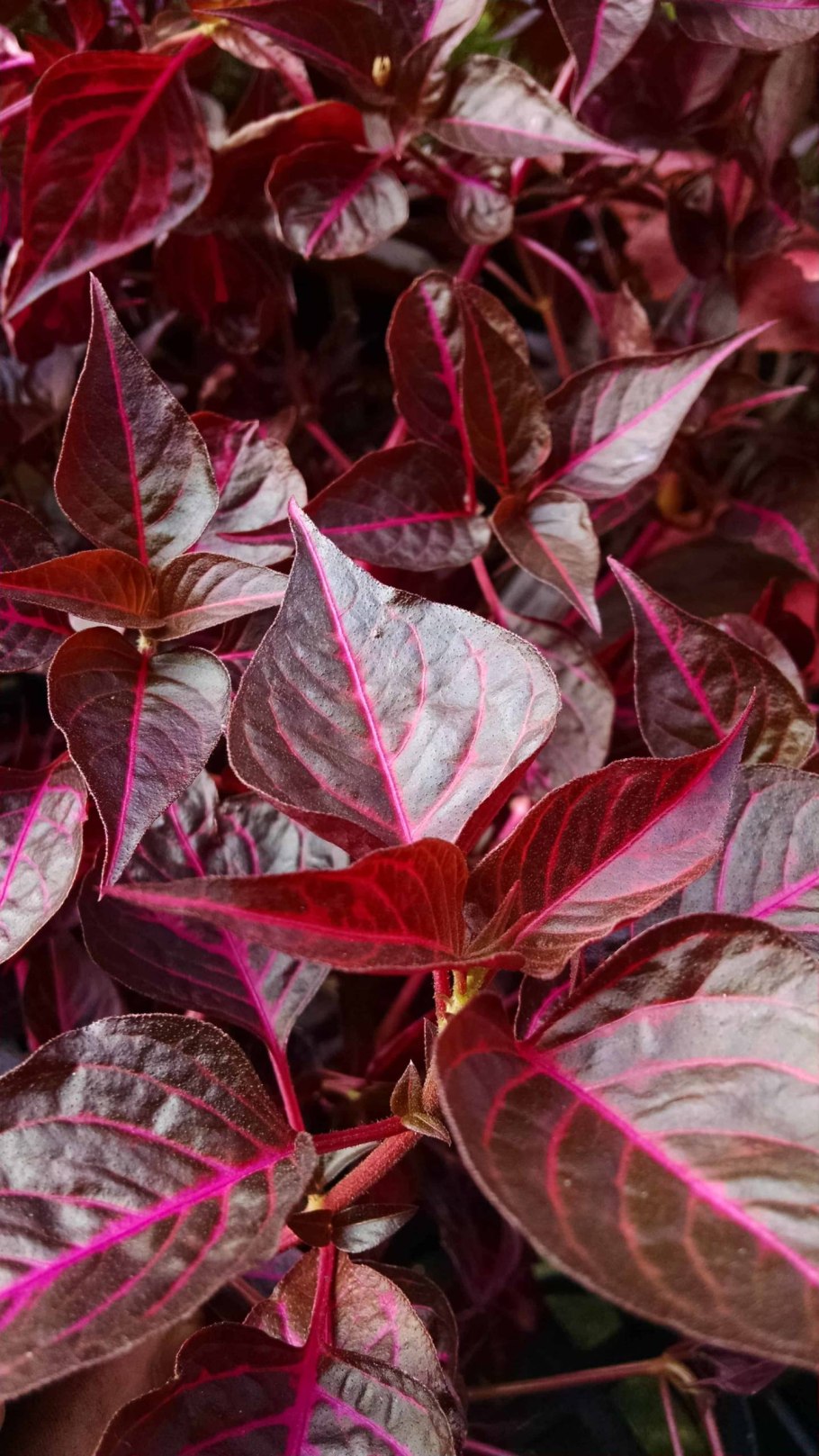 Альтернантера Бетзика