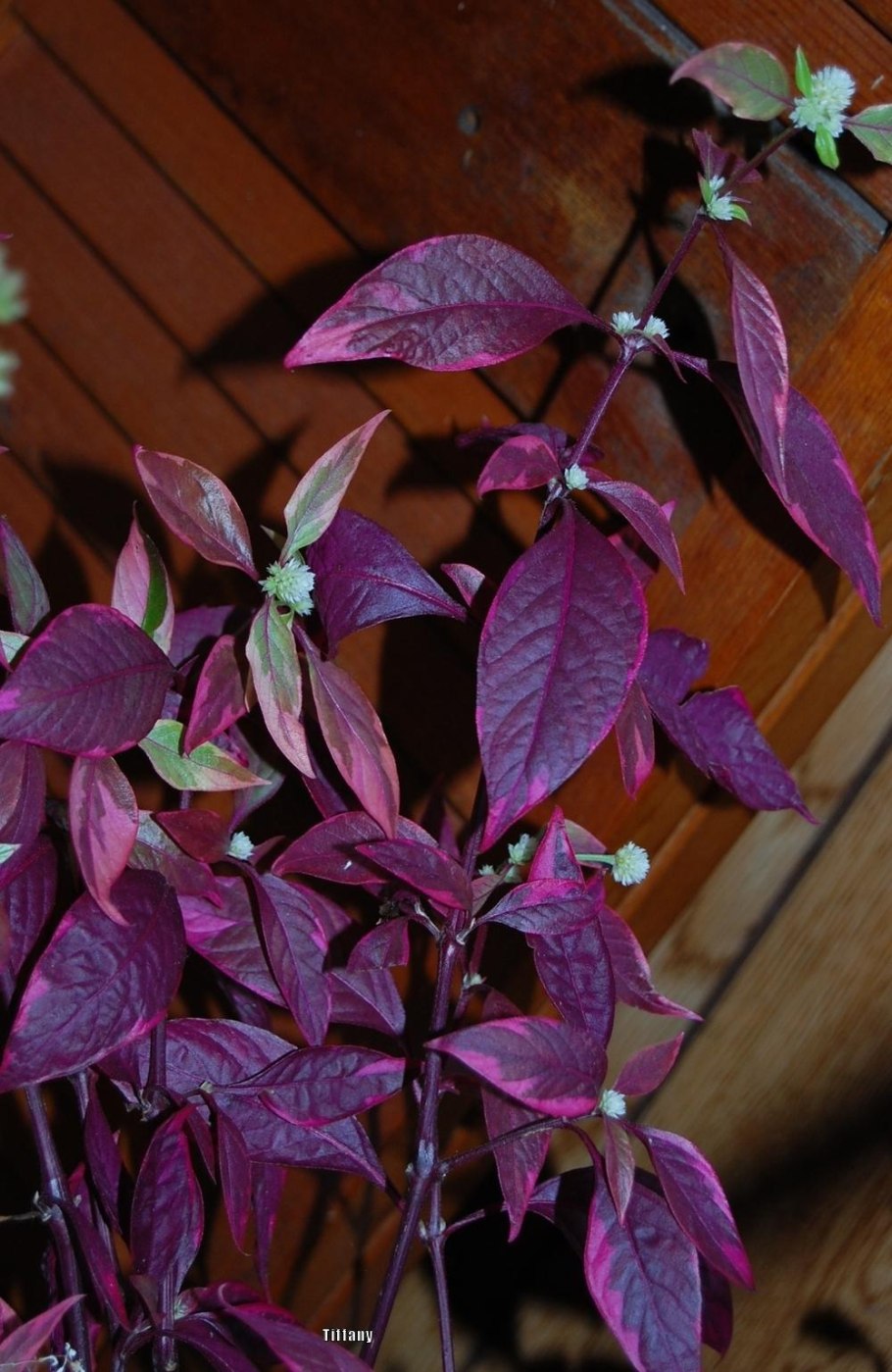 Альтернатера Рубра