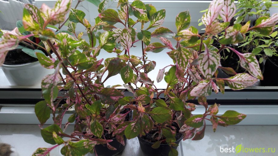 Альтернантера бетзикиана