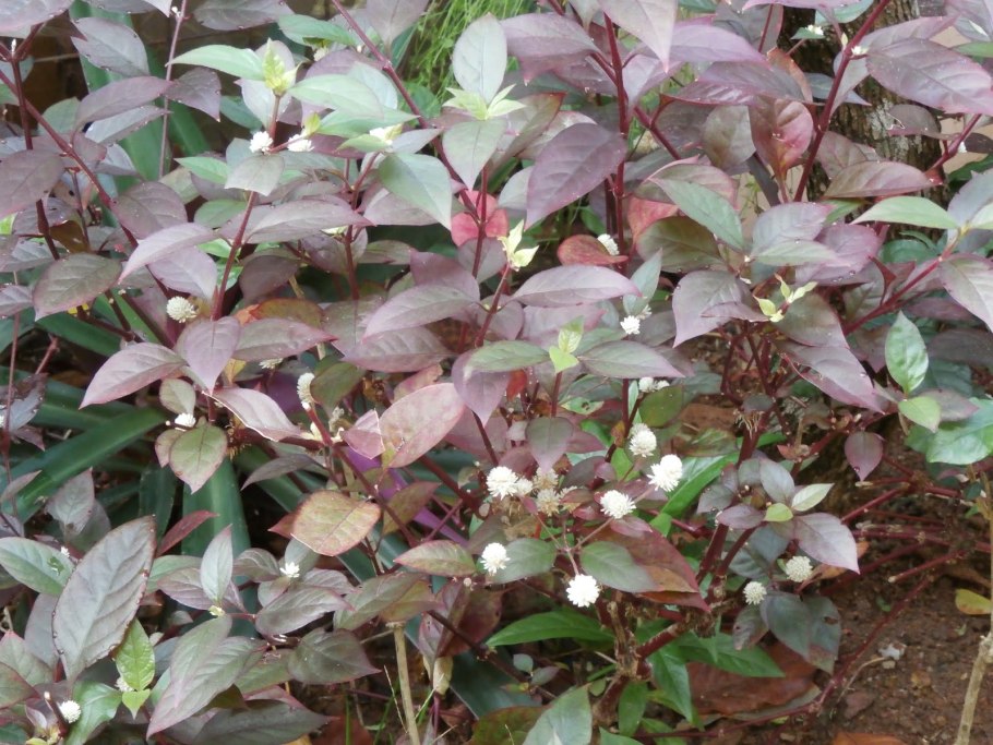 Amaranthaceae Alternanthera