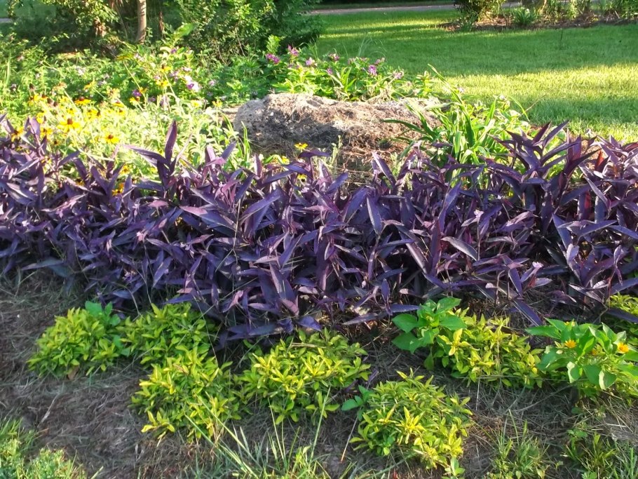 Альтернантера бургунди